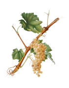 Esteri Bianchi
